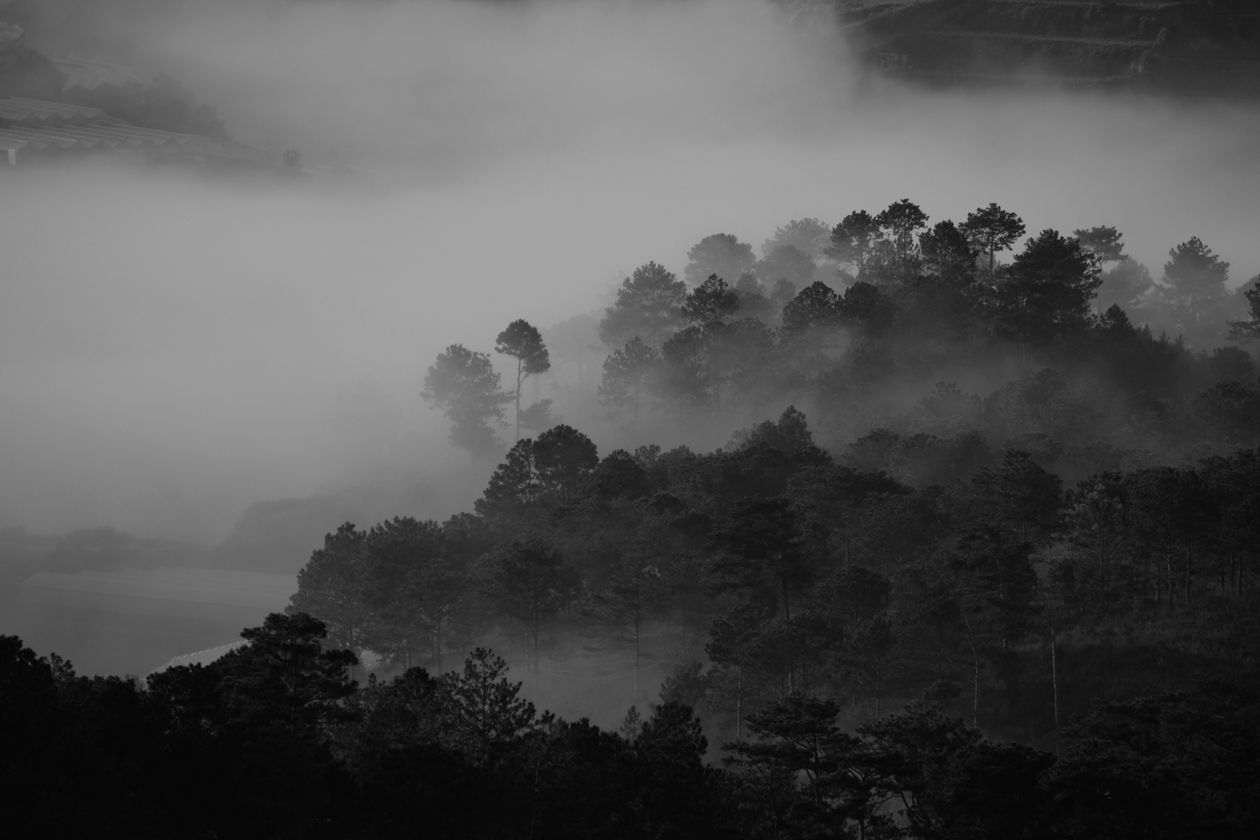 Misty forest path with soft dappled light filtering through tall cedar trees — atmospheric and still
